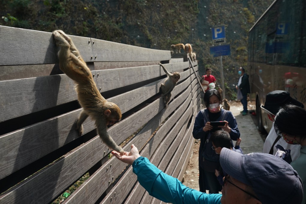 Feeding the wildlife, so they become habitulised, or even dependent, on humans is among the worst trait of trail users. Photo: Felix Wong