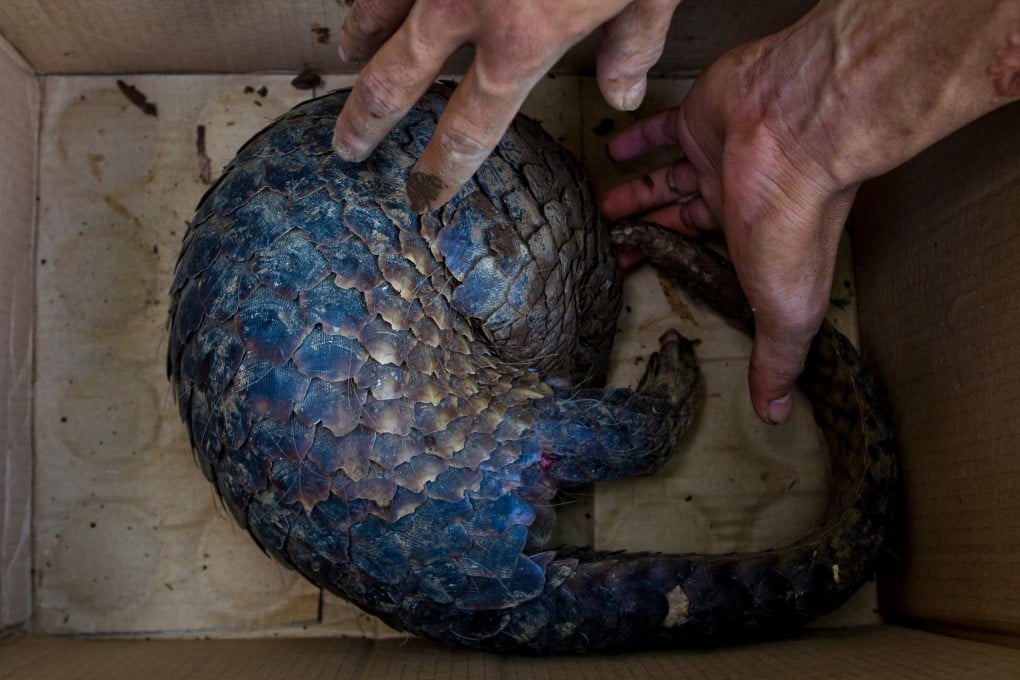 The plight of the pangolin, the world’s most trafficked mammal, is emblematic of Hong Kong’s leading role in the global extinction crisis as a hub of the illegal wildlife trade. Photo: Paul Hilton/Earth Tree Images