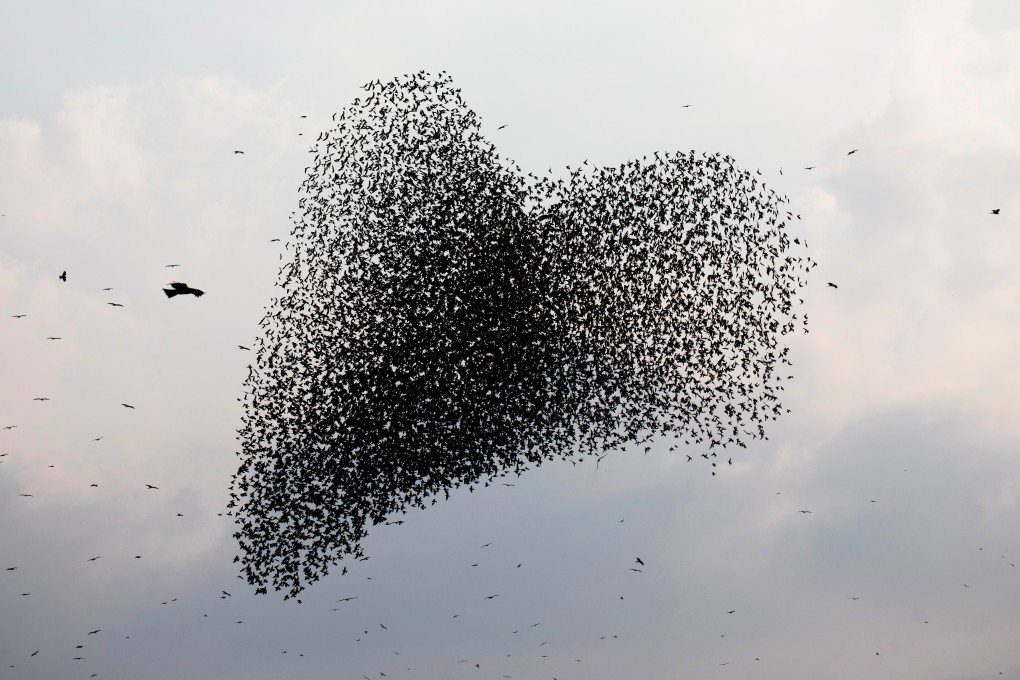 A murmuration of starlings fly near Beersheba, southern Israel, on December 22, 2020. Photo: Reuters