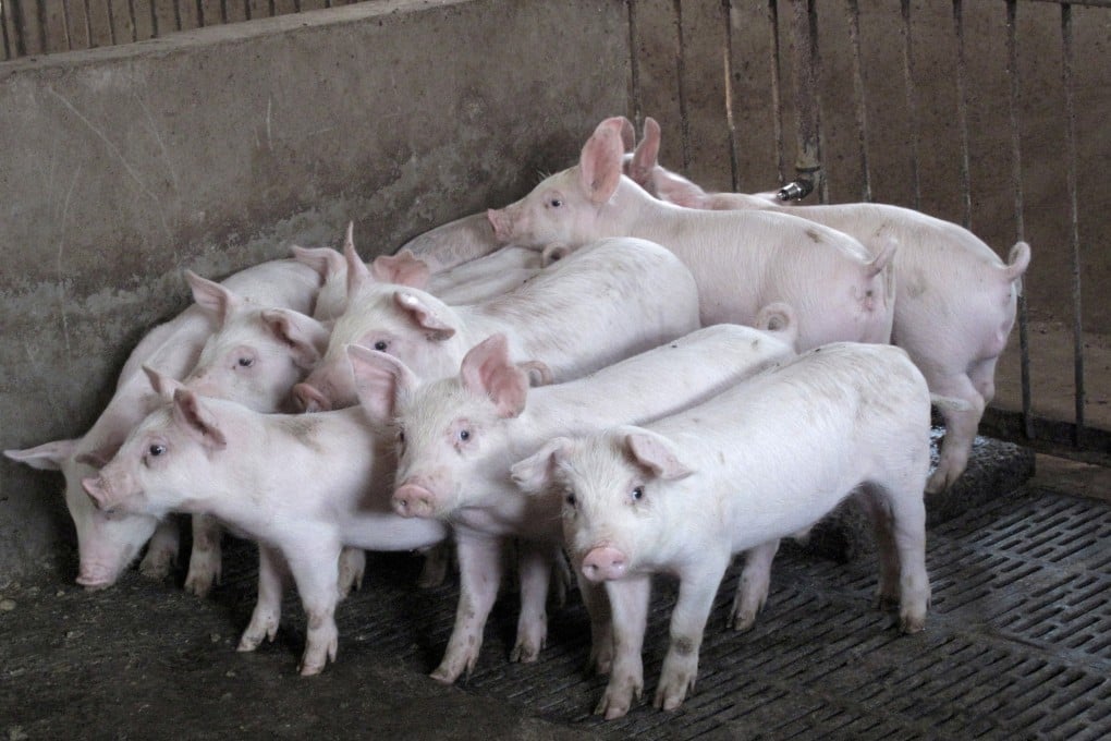 China is facing a shortage in feed grains such as soybeans to support its large and growing livestock industry. Photo: Reuters