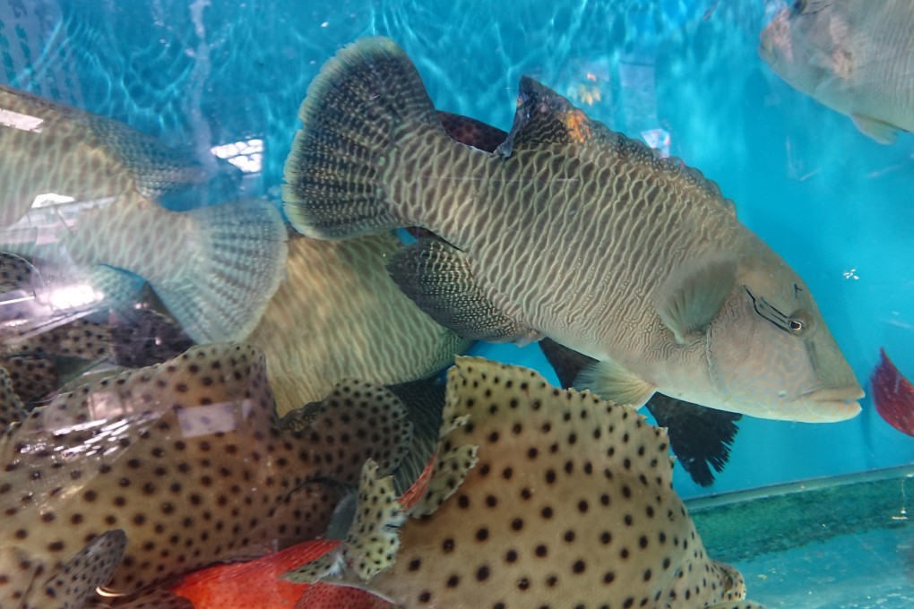 In a world first, researchers at the University of Hong Kong have created a facial recognition app to identify individual humphead wrasse, an endangered coral fish species. Photo: Saving Face