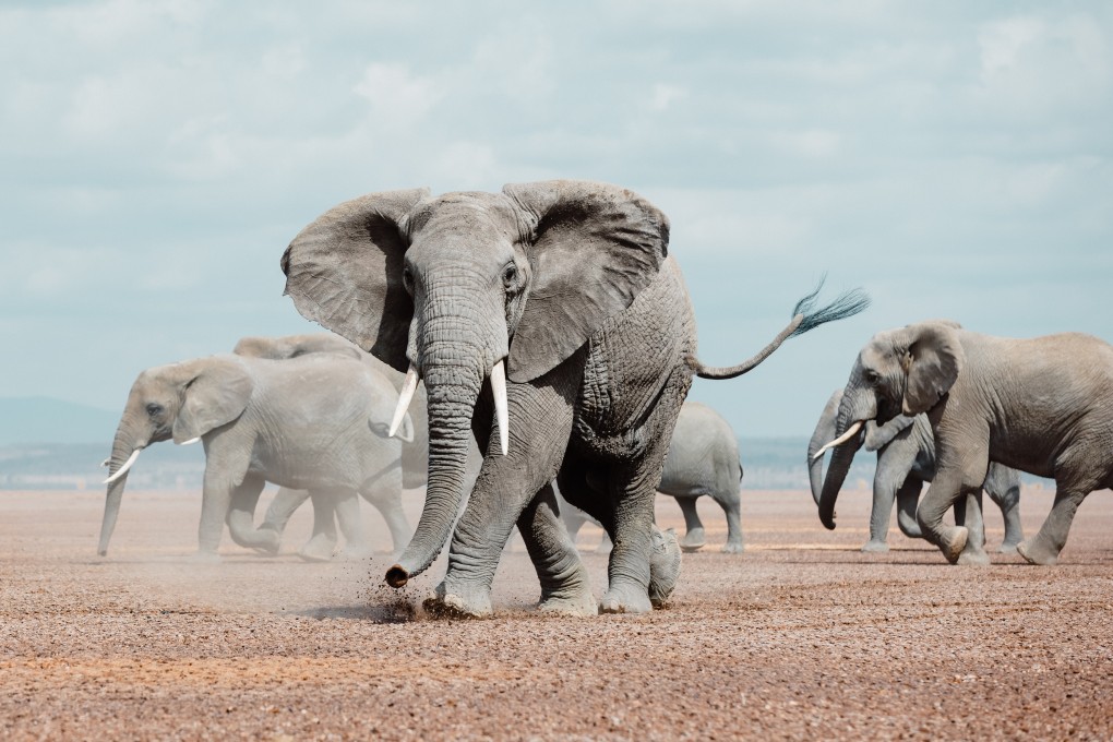 Elephant families in the Amboseli National Park, Kenya. An elephant baby boom has seen the park prosper. Photo: Pie Aerts