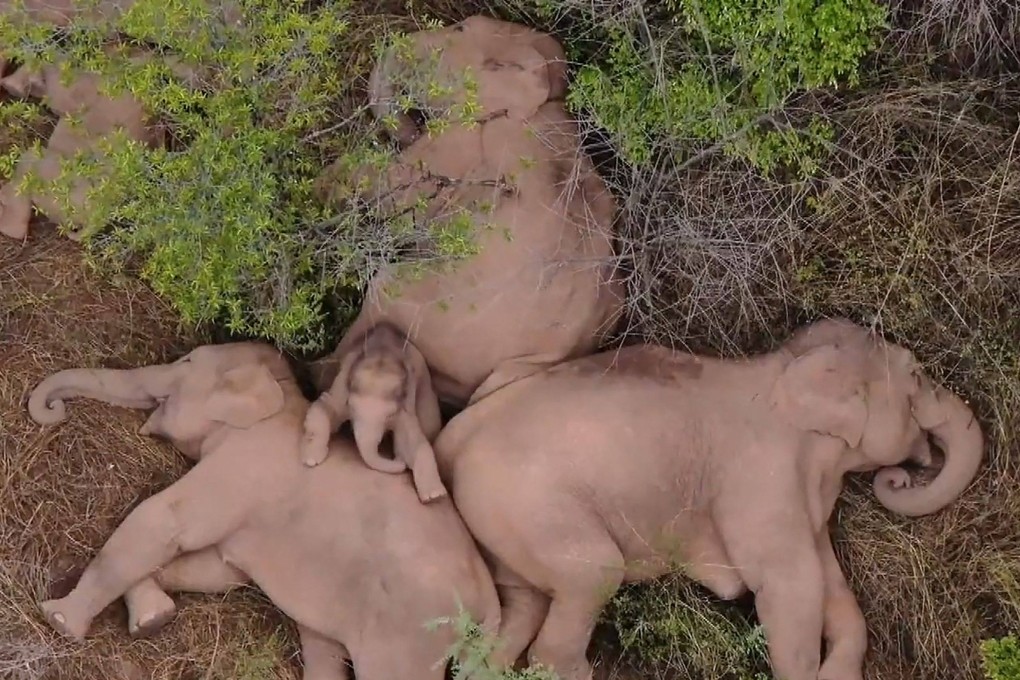 The first herd is seen here resting in a forest near Kunming, in China’s southwest Yunnan province. Photo: CCTV