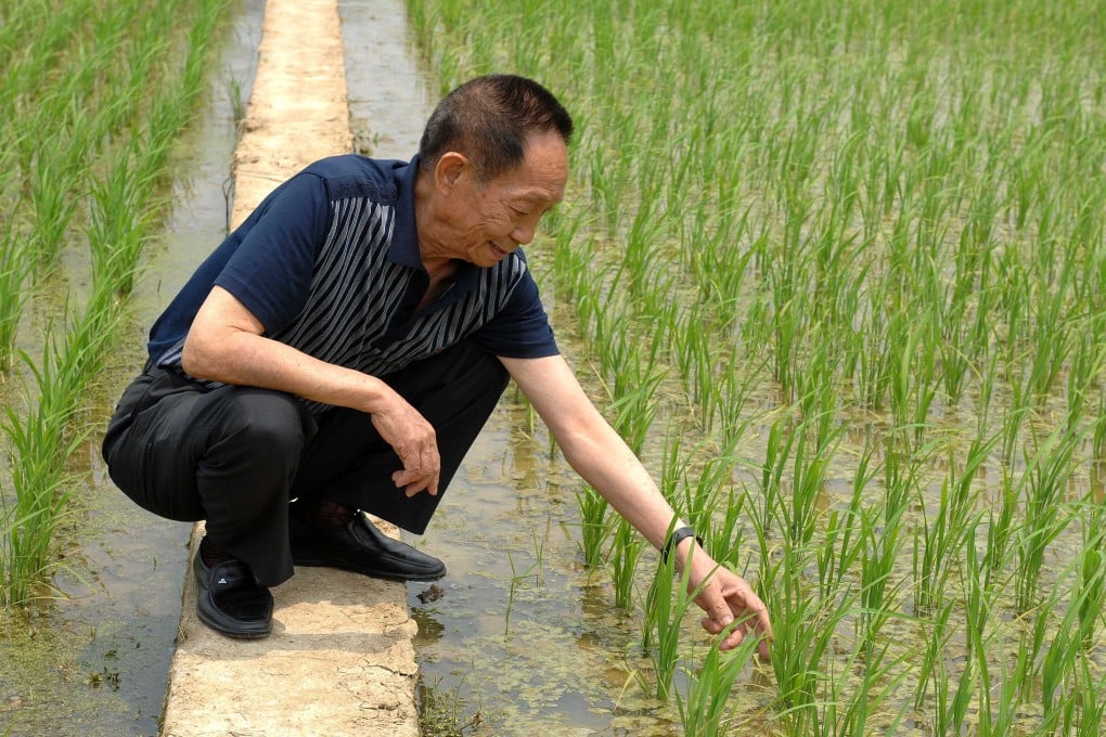 Yuan Longping inspects a trial plantation of hybrid rice. Photo: Xinhua