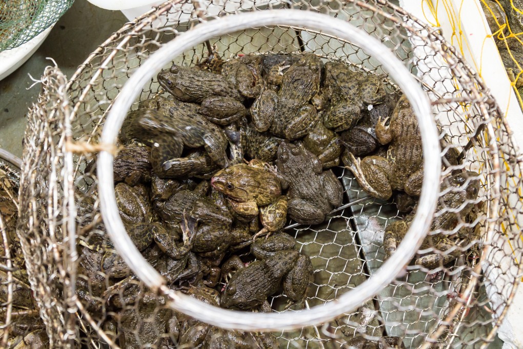 A man in China was hospitalised after he got a parasitic infection from eating five live frogs. Photo: Getty Images