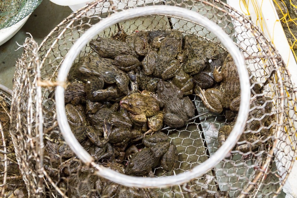 A man in China was hospitalised after he got a parasitic infection from eating five live frogs. Photo: Getty Images