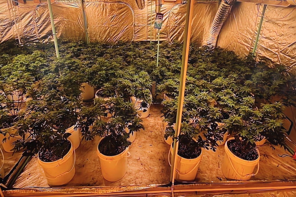 Police raided a cannabis farm in Pat Heung on June 1, uncovering hundreds of plants. Photo: Handout