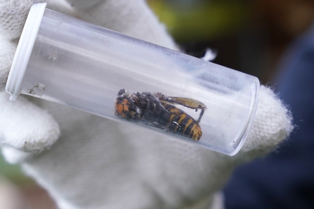 Scientists have found a dead Asian giant hornet north of Seattle, Washington, the first so-called murder hornet found in the state this year, federal and state investigators said on Wednesday. Photo:AP