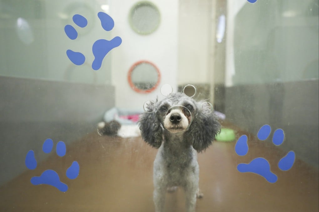 A rescue dog at SPCA. This year marks the 100th anniversary of SPCA in Hong Kong. Photo: Xiaomei Chen