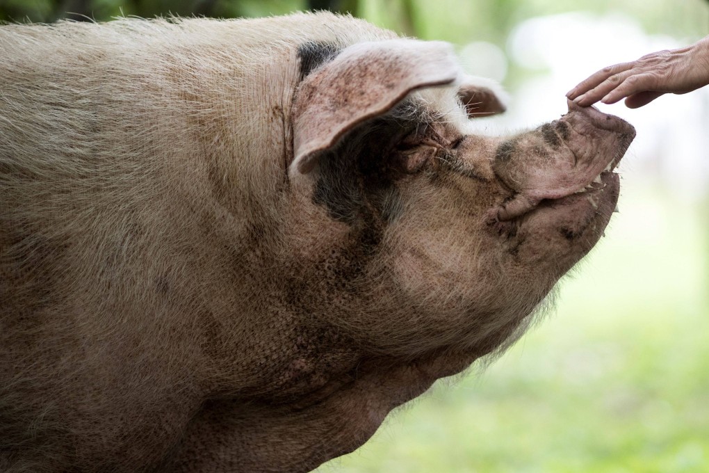 A pig that survived for 36 days buried beneath rubble in earthquake-hit southwest China in 2008 has died at the age of 14, its keepers said on Wednesday. Photo: AFP