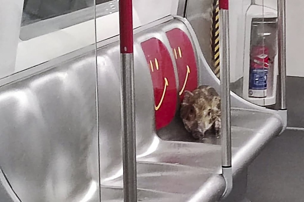 This little piggy went to Tseung Kwan O. Photo: Facebook
