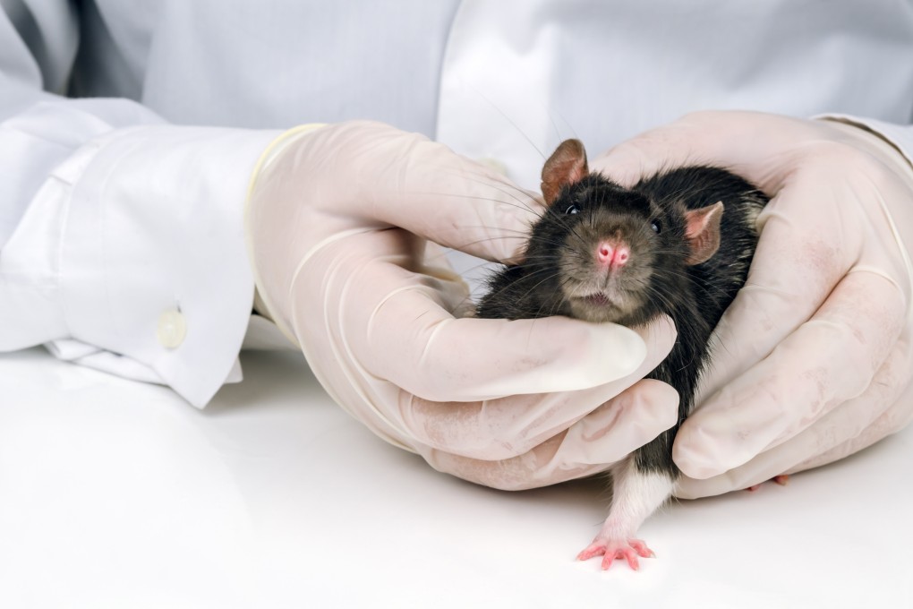 A uterus was grafted into each male rat: Photo: Shutterstock