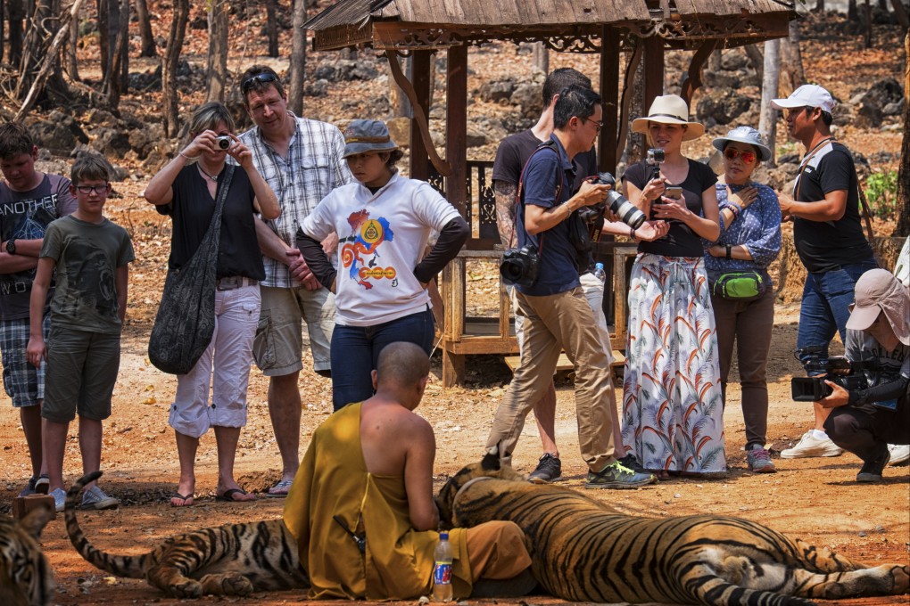 Tourists take photos with tigers at Wat Pha Luang Ta Bua Yanasampanno, better known as Tiger Temple, near Kanchanaburi, Thailand, before the so-called wildlife sanctuary closed down for good. Photo: Getty Images