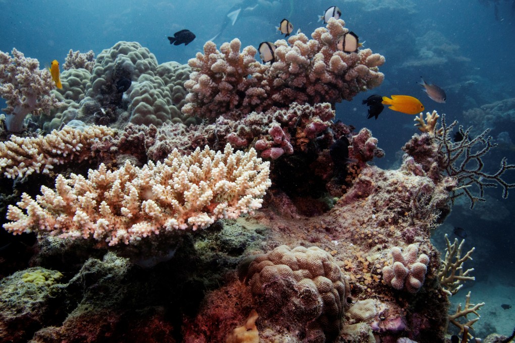 Reef fish swim above coral colonies on the Great Barrier Reef off the coast of Cairns, Australia, on October 25, 2019. Photo: Reuters