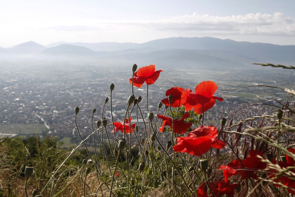 Poppies bloom on a hillside of the mighty Shar Mountain, which will soon be protected in a vast trans-boundary area and be proclaimed a national park. Photo: AP