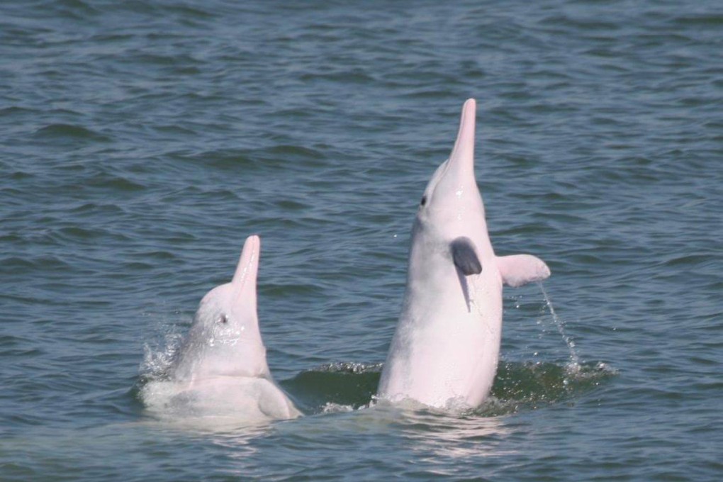 Chinese white dolphins displaying breaching and spy-hopping behaviours in the waters off Hong Kong, where ocean noise pollution threatens their survival. Photo: Hong Kong Dolphin Conservation Society