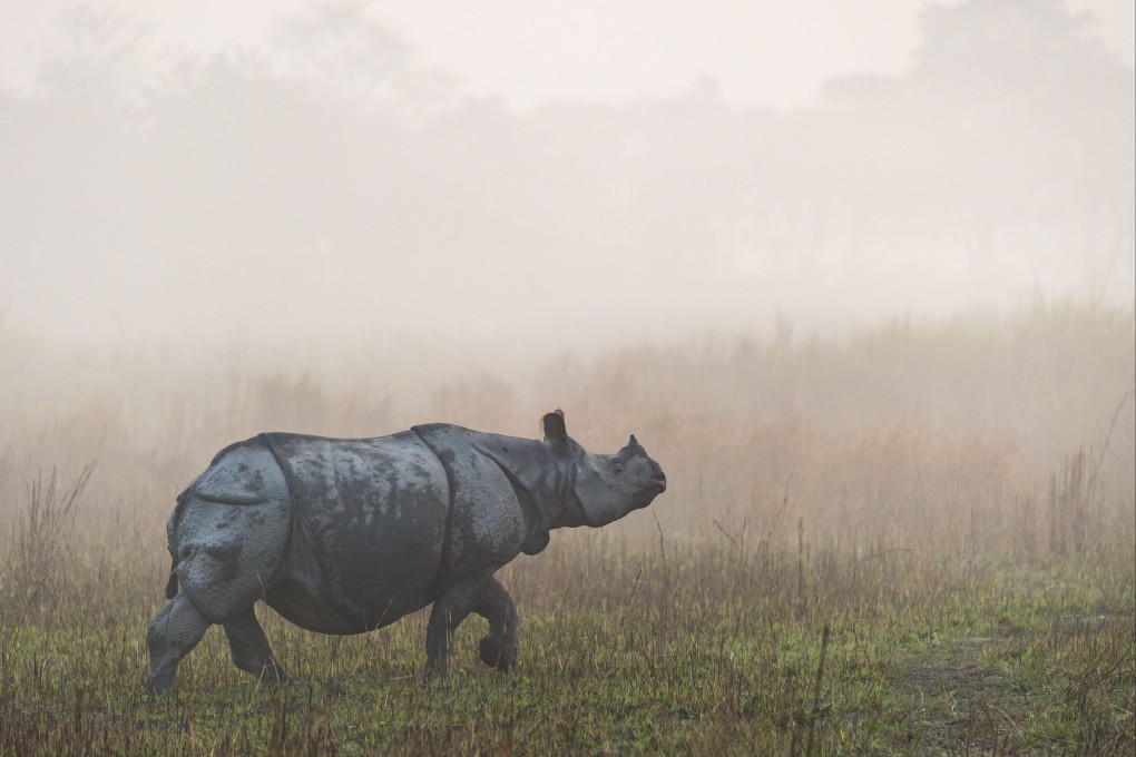 The WWF launched social media campaign Art For Your World to draw attention to the impact of climate change: Photo: Richard Barrett/WWF