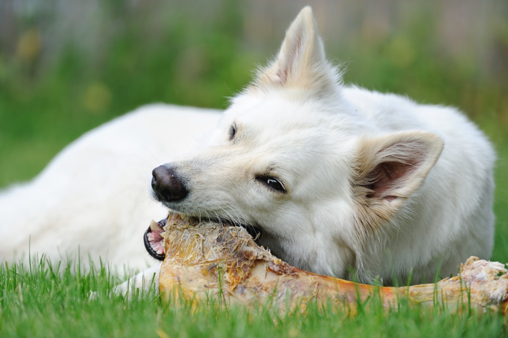Antibiotic-resistant bacteria were found in raw dog food in a recent study. Photo: Shutterstock