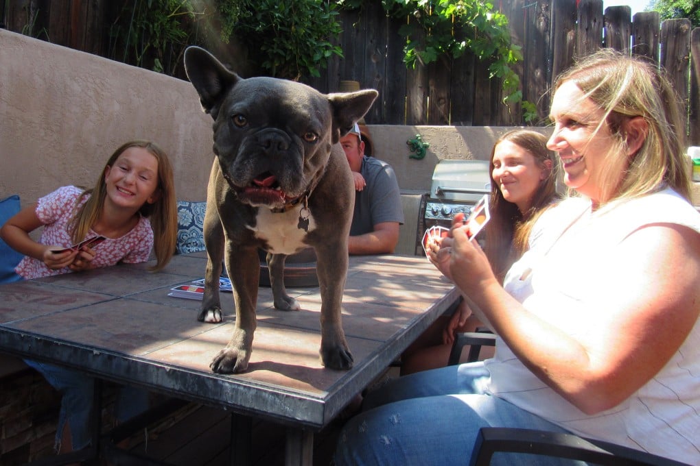 Yvonne Grobe (right) and her family with their French bulldog/Boston terrier Marcus. Many families adopted new animals during the pandemic, and it will take some adjusting for the pets to become accustomed to spending more time alone. Photo: TNS