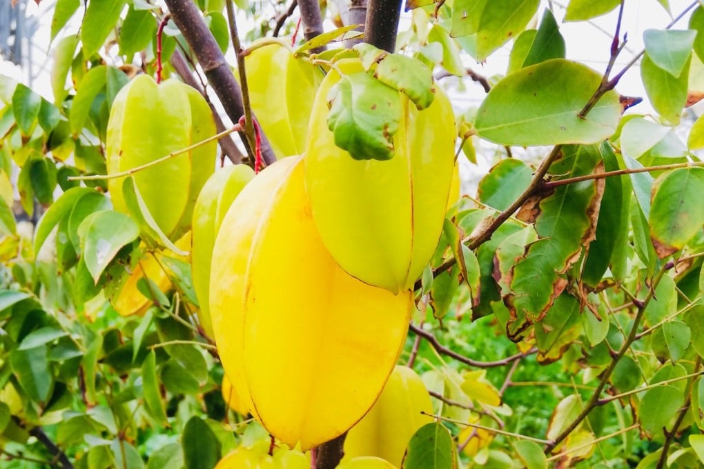 An increasing amount of European farmland is being dedicated to the growth of tropical fruit – like this star fruit. Photo: Silvia Marchetti