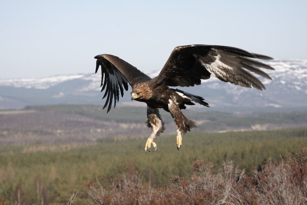 A sea eagle at the Alladale Wilderness Reserve, in the Scottish Highlands. Photo: Alladale Wilderness Reserve