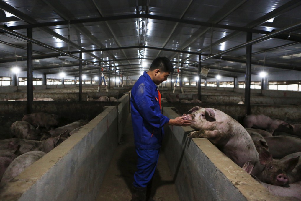 A staff member checks a pig’s condition at a farm in Zhongjiang county, southwest China’s Sichuan province, on November 28, 2019. Photo: Xinhua