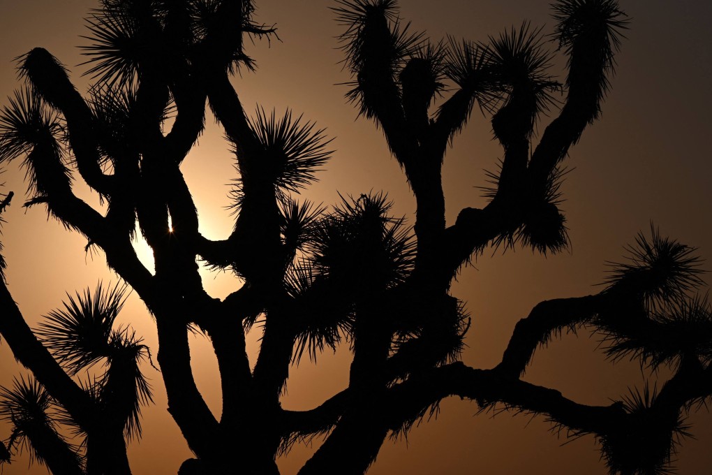 The sun sets behind Joshua trees in Lancaster, California where temperatures reached 41.6 degrees Celsius on July 12, as wildfires burned across more than one million acres of the western United States and Canada and scorching temperatures held their grip on areas reeling from a brutal weekend heat wave. Photo: AFP