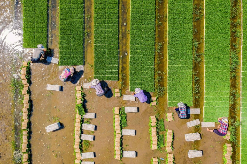 An aerial view of farmers planting rice in a paddy in Hai’an in Jiangsu province. Despite concerns about an ageing population, China has a sizeable rural workforce that can migrate into modern sectors and help offset a potential labour shortage. Photo: AFP
