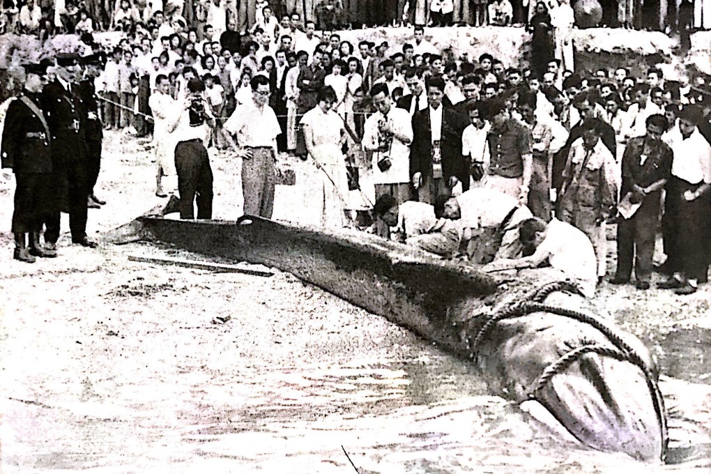 The 6.4-metre long whale is beached  and dissected in Aberdeen, Hong Kong, in 1955. The whale’s skeleton has been on display for years at Cape D’Aguilar, and is being restored to its former glory. Photo: courtesy of Spectrum Magazine/HKU