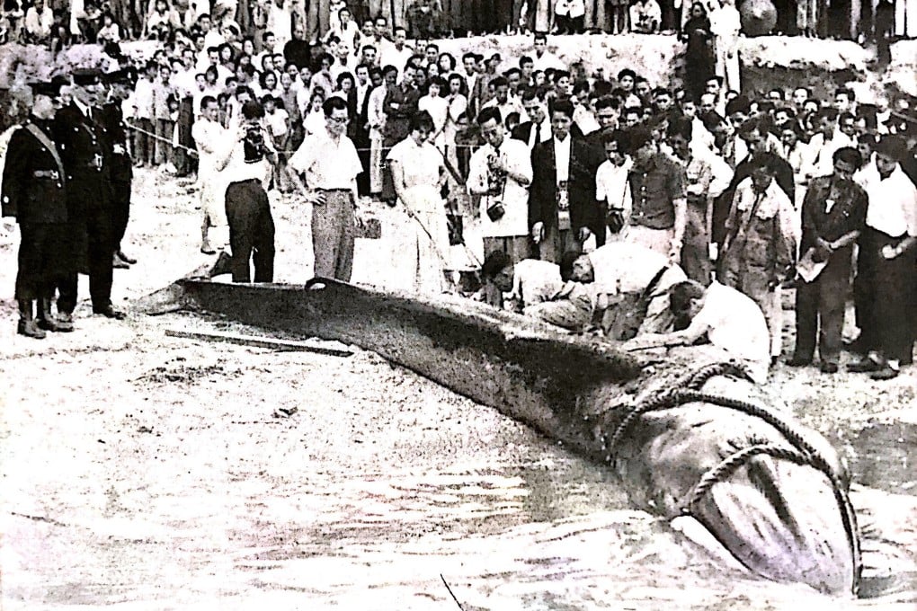 The 6.4-metre long whale is beached and dissected in Aberdeen, Hong Kong, in 1955. The whale’s skeleton has been on display for years at Cape D’Aguilar, and is being restored to its former glory. Photo: courtesy of Spectrum Magazine/HKU