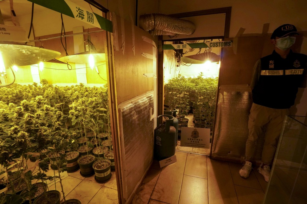 Hong Kong customs officers busted a cannabis farm in Yuen Long on August 5. Photo: Felix Wong