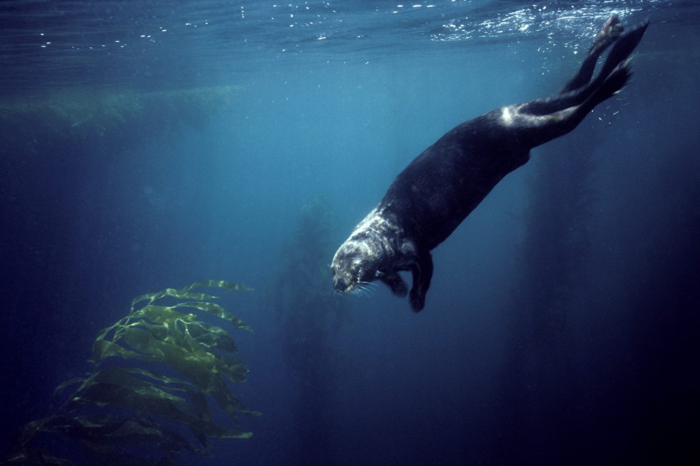 A sea otter dives in a kelp forest in Monterey Bay, California, the US. Sea otters are helping to keep California’s marine ecosystem healthy by feasting on the seaweed-loving urchins whose numbers have exploded. Photo: Getty Images