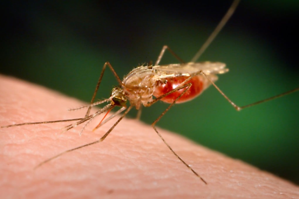 The mosquito takes its name from the Spanish for ‘little fly’. Photo: Getty Images