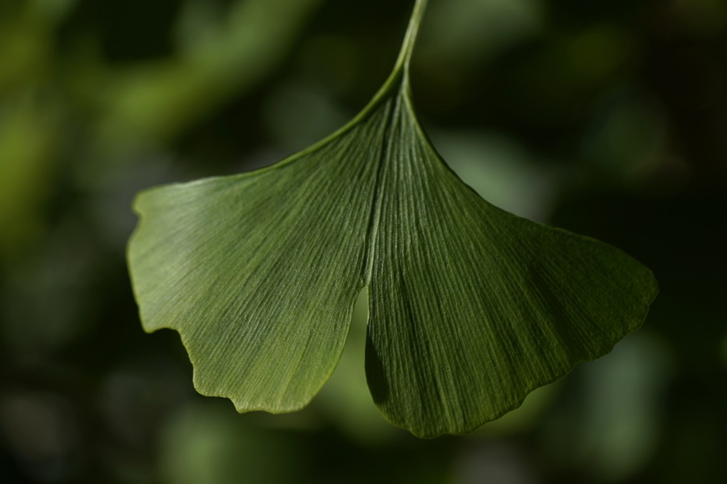 Ginkgo trees could help answer questions about climate change. A ginkgo leaf in the Fossils Atmospheres Project at the Smithsonian Research Centre.  Photo: Carolyn Kaster/AP