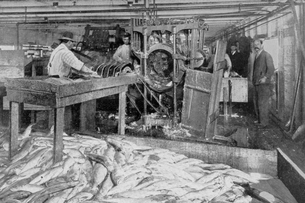 An “Iron Chink” salmon-butchering machine in operation at a United States’ salmon cannery in 1909.