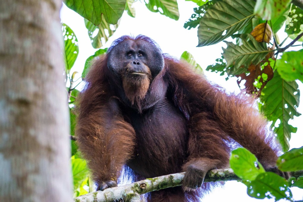 A male wild orangutan at Bukit Piton Forest Reserve, in Sabah, Malaysian Borneo. Photo: courtesy of Simon Werren