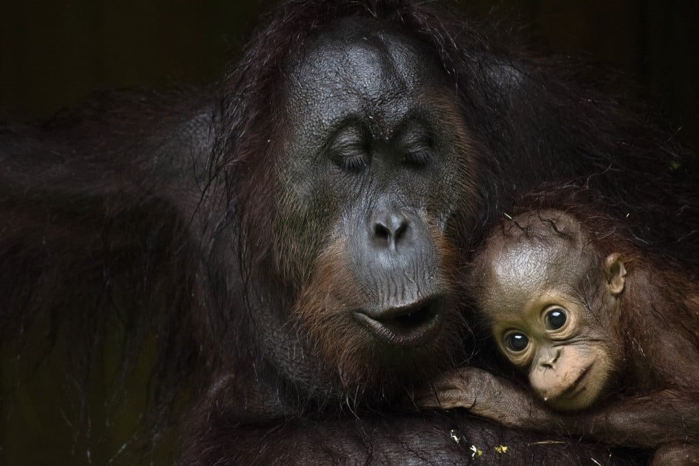 Orangutans in Borneo are featured in the first episode of BBC’s Eden: Untamed Planet. Photo: BBC Studios