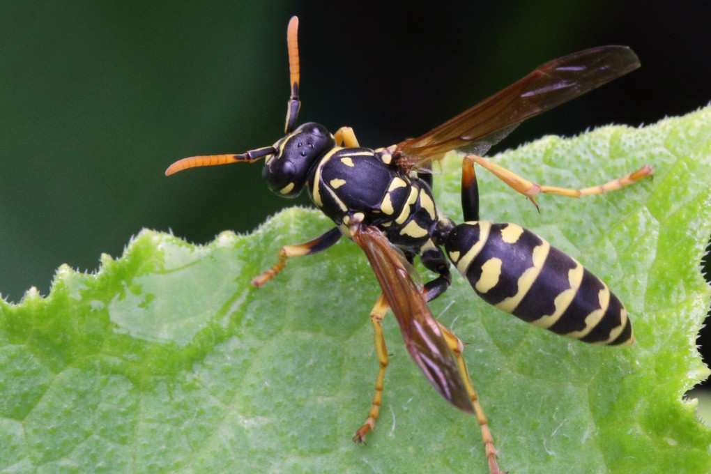 A European paper wasp on a leaf. Biology professor Dave Goulson’s charming descriptions of the beauty and extraordinary behavioural adaptations of insects of all kinds should interest many of us and help increase understanding of their vital role in life. Photo:  Creative Touch Imaging Ltd./NurPhoto via Getty Images
