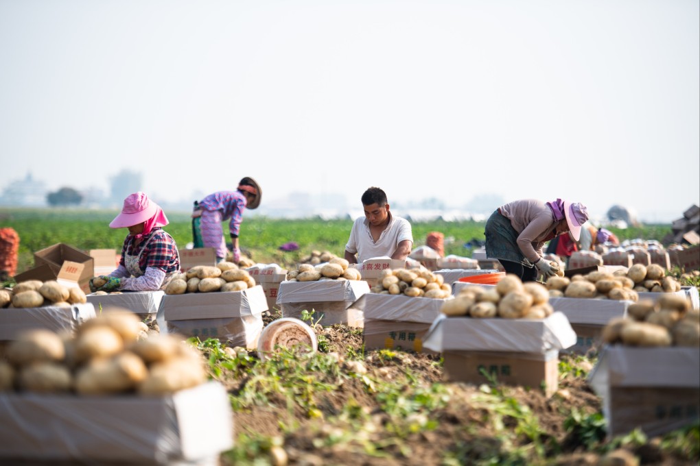 Farmers sort out freshly harvested potatoes in a field in Fengping in the Chinese province of Yunnan on March 16. In China, land banking has been primarily used by local governments to expropriate rural land that is still being productively used for agriculture. Photo: Xinhua
