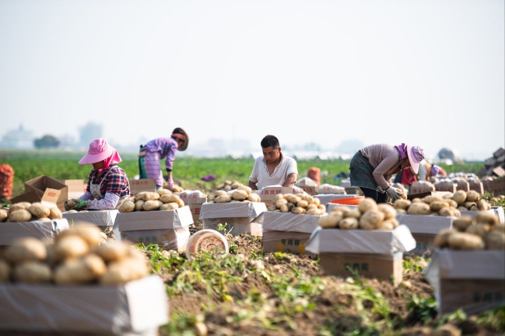 Farmers sort out freshly harvested potatoes in a field in Fengping in the Chinese province of Yunnan on March 16. In China, land banking has been primarily used by local governments to expropriate rural land that is still being productively used for agriculture. Photo: Xinhua