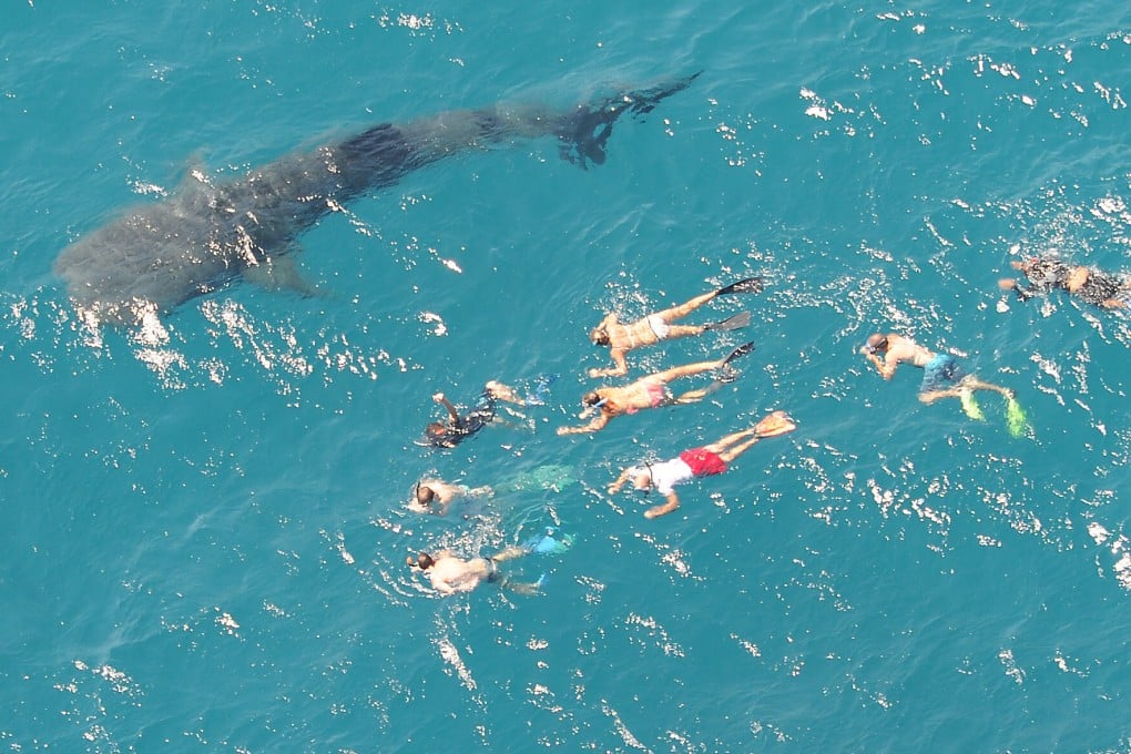 Ningaloo Reef, Western Australia offers tourists a chance to swim with whale sharks, and is the site of a new research laboratory. Photo: Getty Images