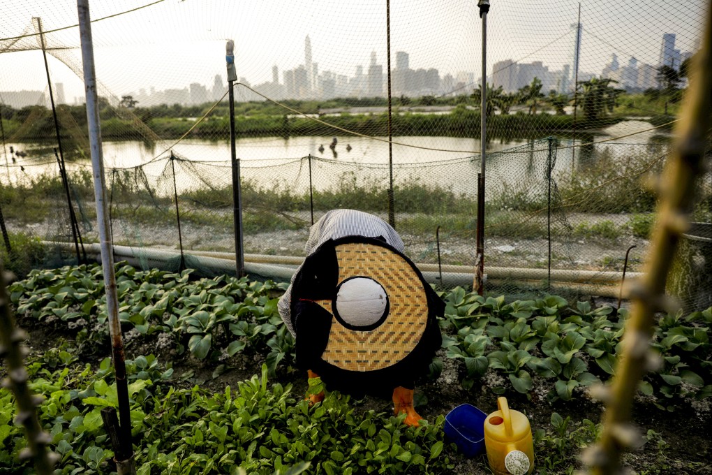 A woman tends to vegetables she has grown in her field at Shun Yee San village on October 22, 2019. Photo: Reuters