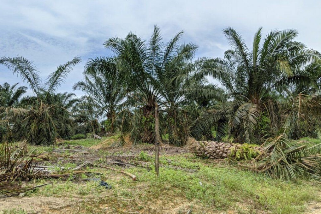 Palm oil destroyed by elephants seen in Johor, Malaysia, in December 2000. Photo: Yao-Hua Law