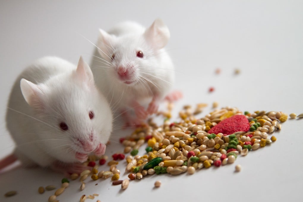 Researchers looking at mice on different diets found those who were fed fewer calories in a single daily feeding lived longer than mice eating the same number of calories throughout the day. Photo: Shutterstock