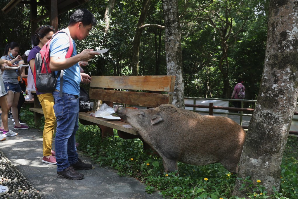 A wild boar approaches people eating in Aberdeen Country Park on October 2, 2020. Photo: Edmond So