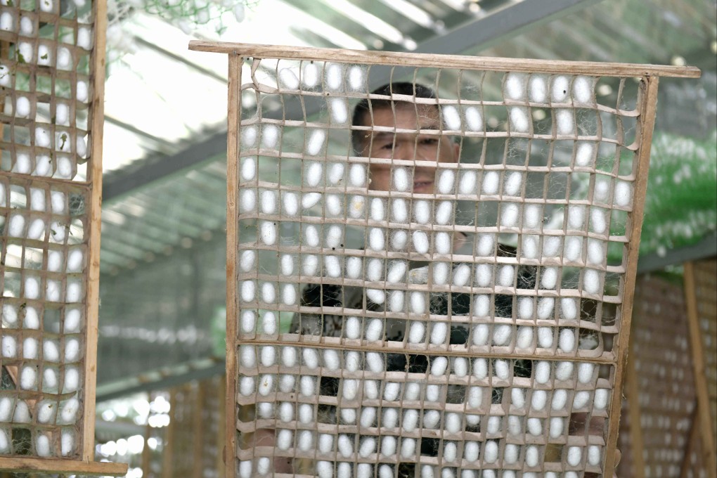 A farmer works with silkworm cocoons on a silkworm farm in Xingyi, in southwest China’s Guizhou province, in May. Photo: Barcroft Media via Getty Images