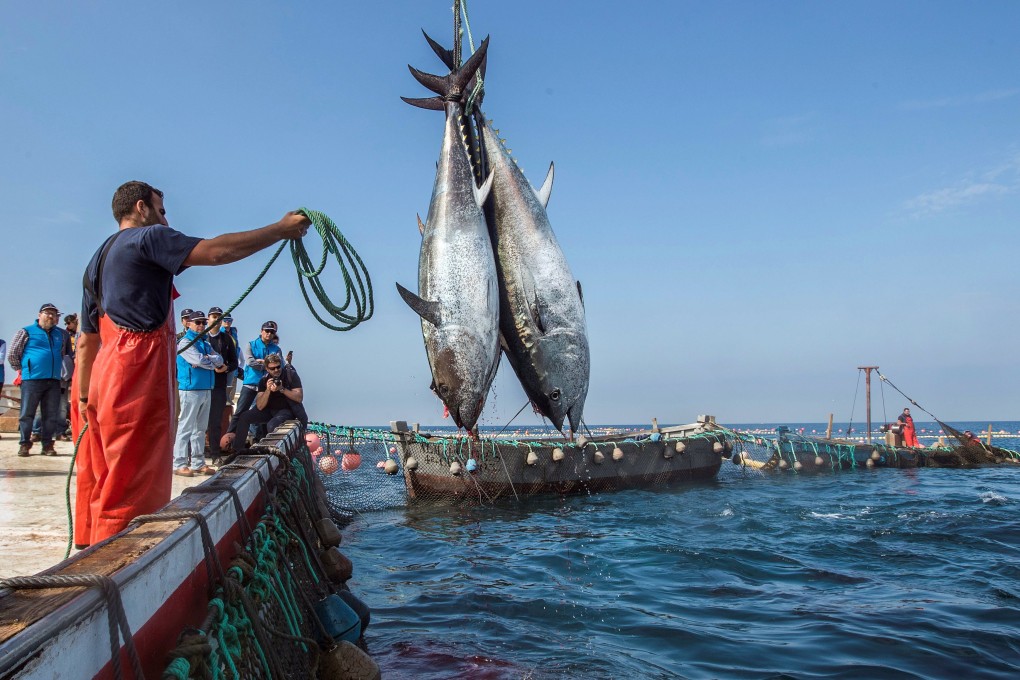 Tuna fishermen in southern Spain haul up their catch. The diets of fish, as well as birds, whales and other marine creatures, depend on tiny marine organisms called plankton, which also absorb carbon emissions - and plankton are migrating away from their usual habitats towards the poles as sea temperatures rise. Photo: EPA-EFE