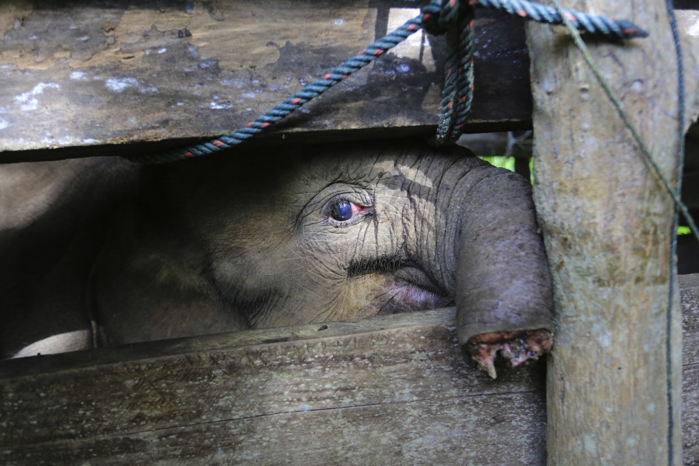 A Sumatran elephant calf that lost half of its trunk is pictured at a conservation centre in Saree, Aceh Besar, on November 15, 2021. Photo: AP