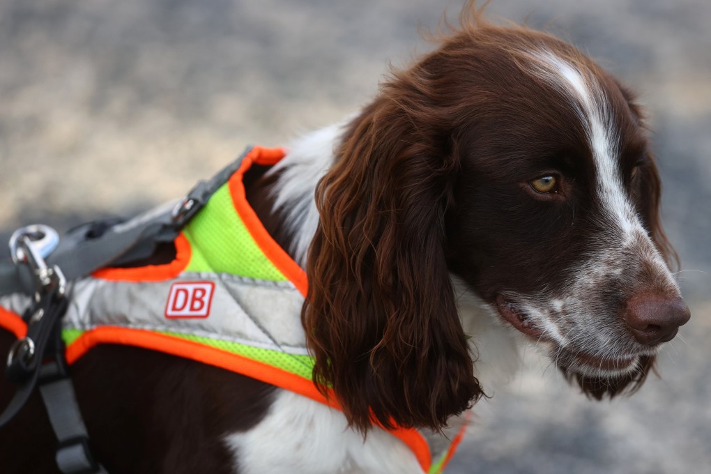A sniffer dog in Germany. File photo: Reuters