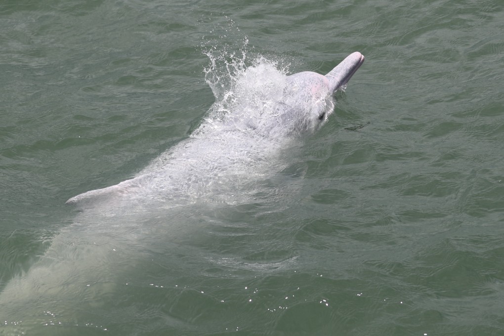 A Chinese white dolphin is seen at South Lantau Marine Park. This is Hong Kong’s sixth marine park, designated last year for better conservation of the Chinese white dolphin and its habitat. Photo: Sam Tsang